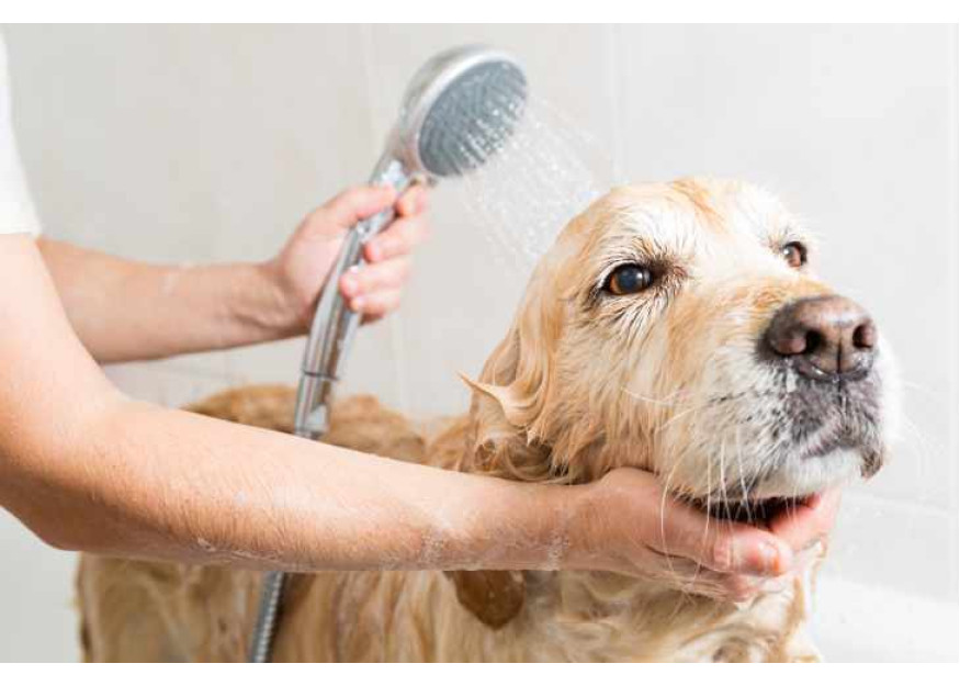 How To Guide On Pet Health Grooming
